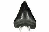 Black, Fossil Megalodon Tooth - South Carolina #172263-2
